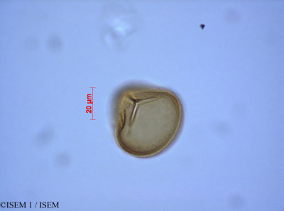 ISEM 1/Adiantum_capillus-veneris_82293/Adiantum_capillus-veneris_82293_0001(copy)_thumb.jpg